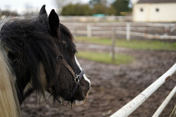 Horse staring into space. Photo behind his head.