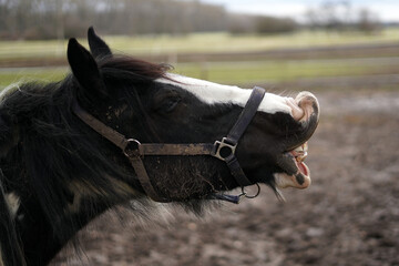 Head of a full-grown horse, furrowing the lip.