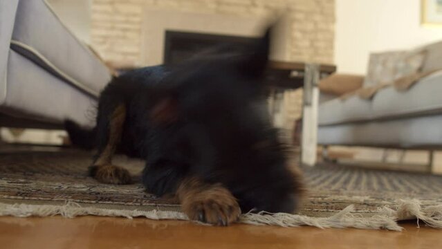 German hunting terrier - Jagdterrier - a hunting dog. Washing, went crazy and drying off the face on the carpet, sunbathing