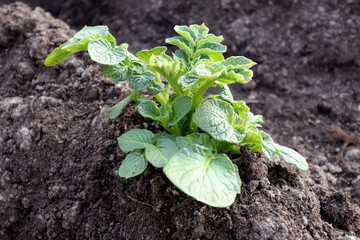 Potatoes in your own garden