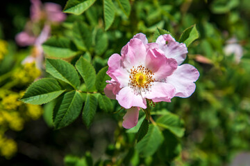 Dog rose Rosa canina light pink flowers in bloom on branches, beautiful wild flowering shrub, green leaves