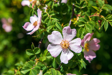 Dog rose Rosa canina light pink flowers in bloom on branches, beautiful wild flowering shrub, green leaves