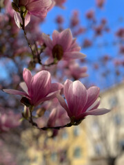 Closeup di fiori di magnolia