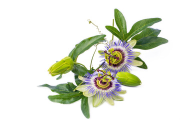 Passiflora incarnata on the white background