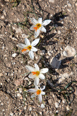 Endemic crocus species;. Scientific name; Crocus fleischeri. Usak - Turkey