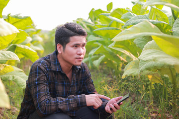 Naklejka na ściany i meble Farmer in tobacco field holding and examining leaf