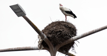 Störche in einem Nest.
