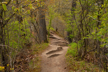 A trail in the forest during spring with tree roots sticking out of the ground