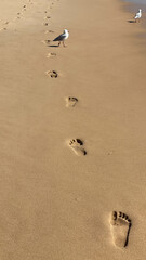 Fototapeta na wymiar Seagull and large footprints imprinted in the sand