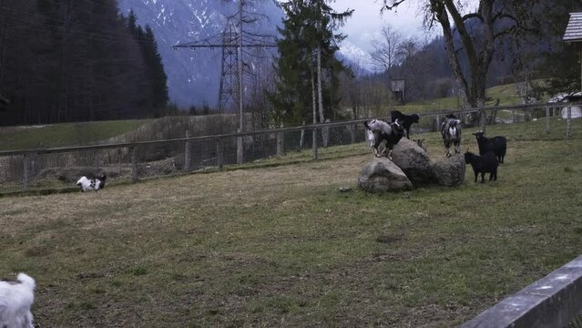 Goats and doeling in Strobl, Austria. 