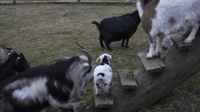 Goats and doeling in Strobl, Austria. 