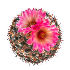 Top view of blooming pink flower cactus (Coryphantha species)