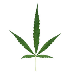 Male hemp or cannabis plant leaves with five leaflets in one leaf