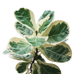 Rare plant with variegated leaves of fiddle-leaf fig tree (Ficus lyrata) the popular ornamental tree tropical houseplant