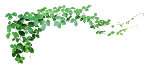 Bush grape or three-leaved wild vine cayratia (Cayratia trifolia) liana ivy plant bush, nature frame jungle border