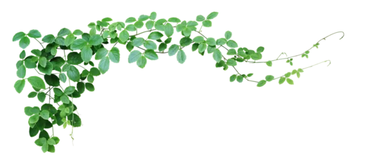 Tuinposter Bush grape or three-leaved wild vine cayratia (Cayratia trifolia) liana ivy plant bush, nature frame jungle border © Chansom Pantip