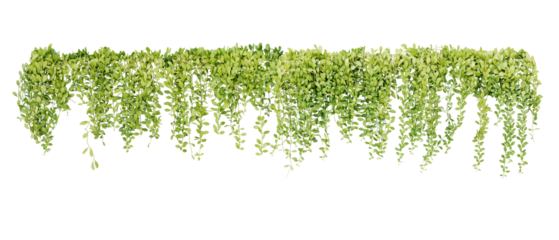 Green succulent leaves hanging vines ivy bush climbing epiphytic plant (Dischidia sp.) after rain in tropical rainforest garden