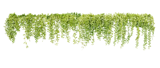 Foto op Aluminium Green succulent leaves hanging vines ivy bush climbing epiphytic plant (Dischidia sp.) after rain in tropical rainforest garden © Chansom Pantip