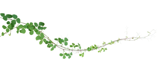 Bush grape or three-leaved wild vine cayratia (Cayratia trifolia) liana ivy plant bush, nature frame jungle border
