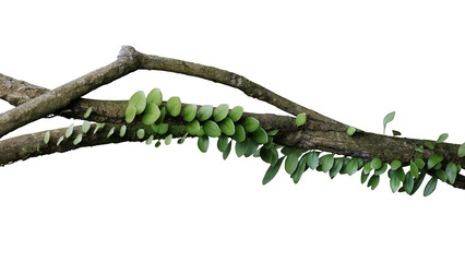 Tropical rainforest Dragon scale fern (Pyrrosia piloselloides) epiphytic creeping plant with round...