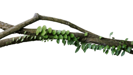 Tropical rainforest Dragon scale fern (Pyrrosia piloselloides) epiphytic creeping plant with round fleshy green leaves growing on jungle liana vine plant