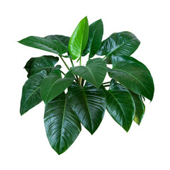 Heart shaped dark green leaves of philodendron “Emerald Green” tropical foliage plant bush - 581198873
