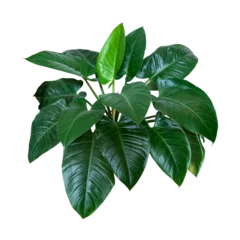Foto op Canvas Heart shaped dark green leaves of philodendron “Emerald Green” tropical foliage plant bush © Chansom Pantip