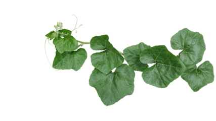 Pumpkin leaves vine plant stem and tendrils
