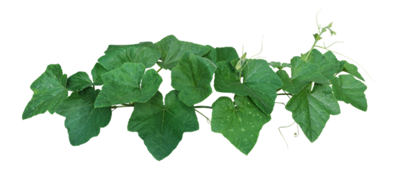 Pumpkin leaves vine plant stem and tendrils