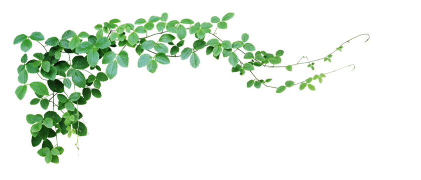 Bush grape or three-leaved wild vine cayratia (Cayratia trifolia) liana ivy plant bush, nature frame jungle border