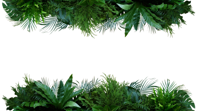 Green leaves of tropical plants bush (Monstera, palm, fern, rubber plant, pine, birds nest fern) foliage floral arrangement nature frame backdrop