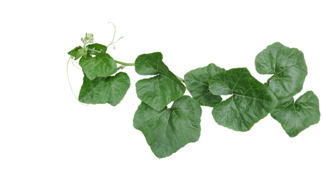 Pumpkin leaves vine plant stem and tendrils