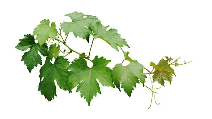Grape leaves vine branch with tendrils and young leaves after rain in vineyard, green leaves vine plant or grapevines with raindrops - 581199005