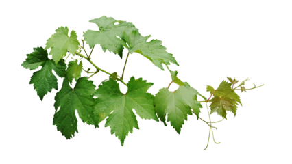 Grape leaves vine branch with tendrils and young leaves after rain in vineyard, green leaves vine plant or grapevines with raindrops