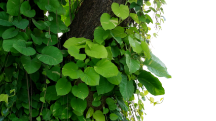 Green variegated leaves Devil’s ivy or golden pothos liana plant climbing on jungle tree trunk, tropical forest plant jungle vines bush
