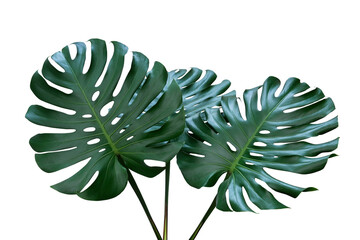 Dark green leaves of monstera or split-leaf philodendron (Monstera deliciosa) the tropical foliage houseplant