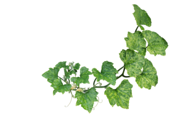 Variegated pumpkin leaves hanging vine plant with flowers and tendrils