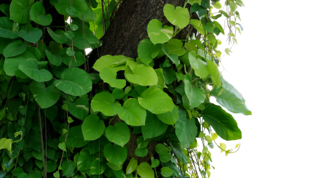 Green variegated leaves Devil’s ivy or golden pothos liana plant climbing on jungle tree trunk, tropical forest plant jungle vines bush