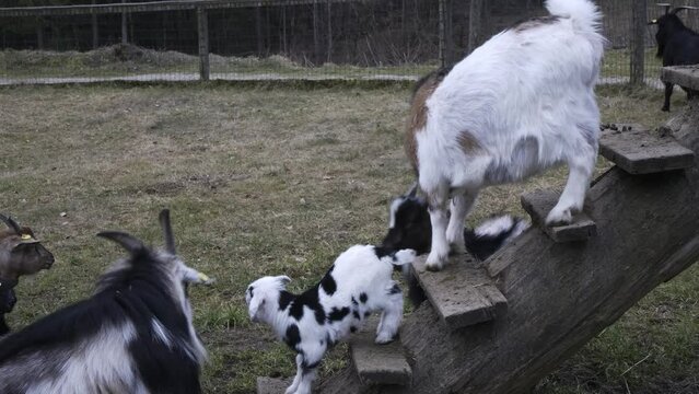 Goats and doeling in Strobl, Austria. 