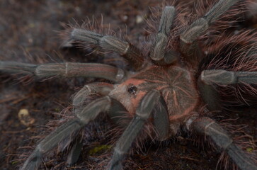 Pamphobeteus sp. machala after molt