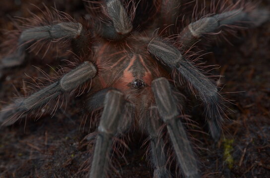 Pamphobeteus sp. machala after molt