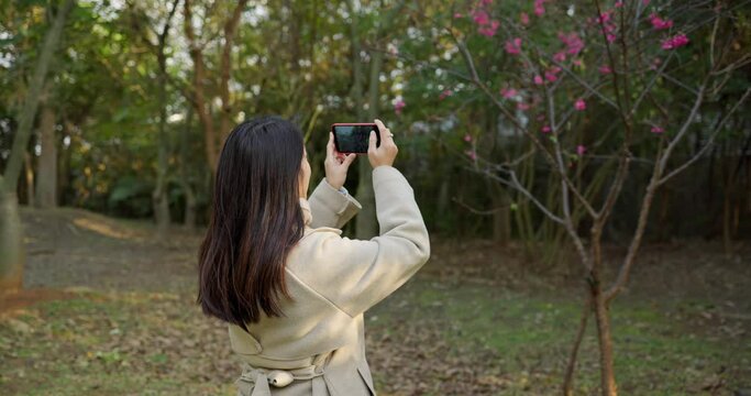 Woman capturing cherry blossoms on phone