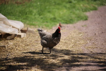 range chicken on farm