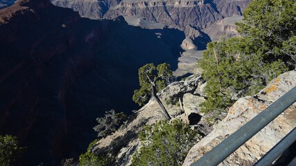 Tree on the side of rock