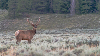 Rocky Mountin Elk during summer months with velvet antlers in valley landscape within Teton National Park, Wyoming 