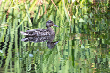 Duck Floating on the Water