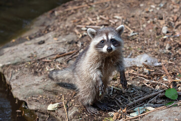 Cute Raccoon Portrait