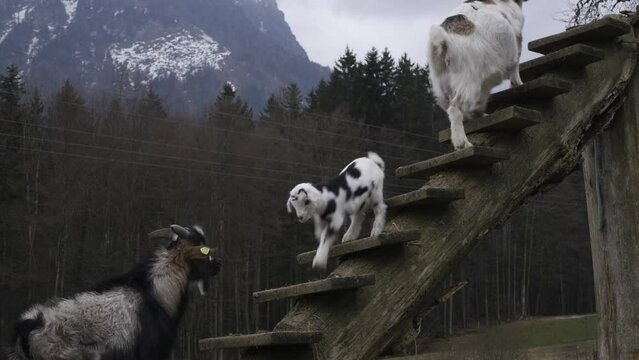 Goats and doeling in Strobl, Austria. 