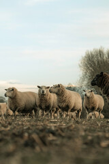Obraz premium Sheep grazing on a farm, white sheep farming animals, agriculture setting, wool and grass in a rural area
