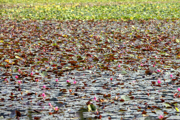 Lotus Plants in the Pond